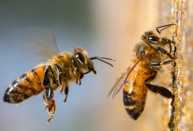 Včelí peľ je najkomplexnejšou potravinou 21. storočia