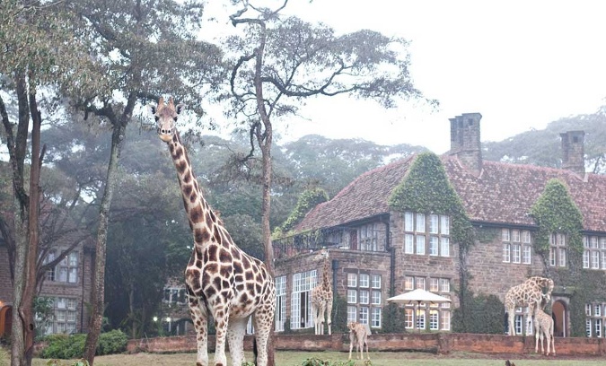 Toto rozľahlé ubytovacie zariadenie je jedným z kultových hotelov v Nairobi, väčšinou preto, že tu môžete kŕmiť žirafy priamo z okna spálne