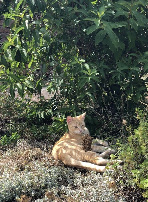 Mačka, ktorá žije v kláštore v Aubazine a volá sa Cha-chanel