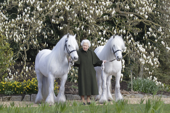 Kráľovná Alžbeta II. so svojimi fellskými poníkmi