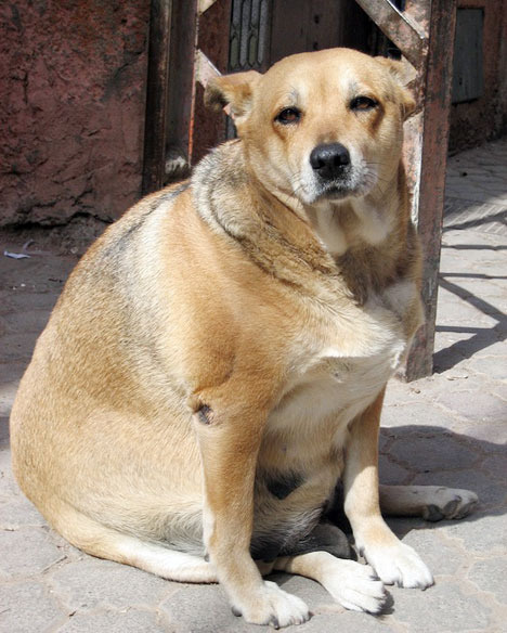 Tučný pes