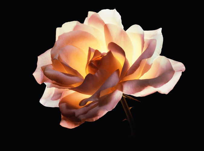 Spojenie ruže, ktoré je svetovým unikátom a revolučný vedný odbor: AGE REVERSE