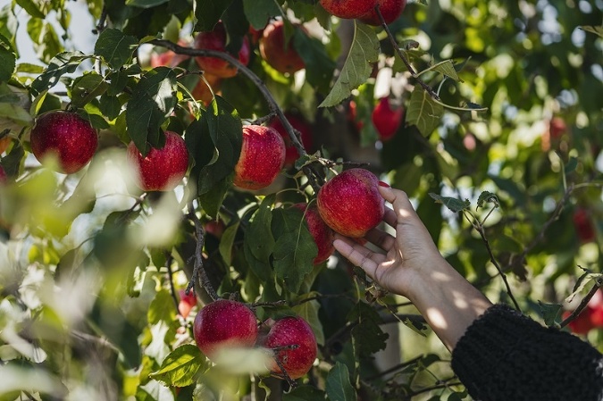 Jablká od domácich pestovateľov aj v zime chutia ako čerstvo obraté